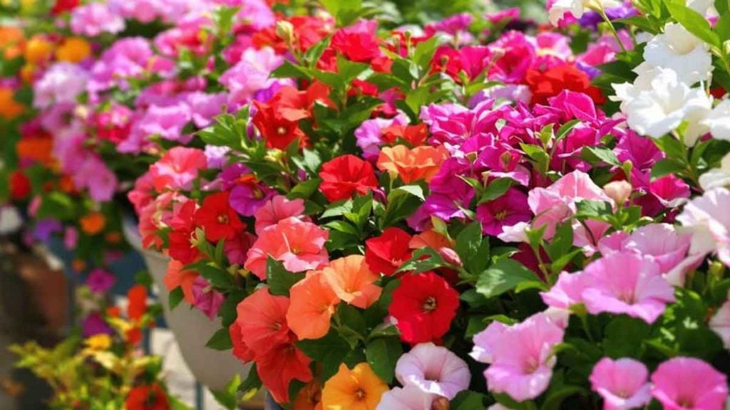 Adieu géraniums  la fleur qui triomphe sur tous les balcons en 2026