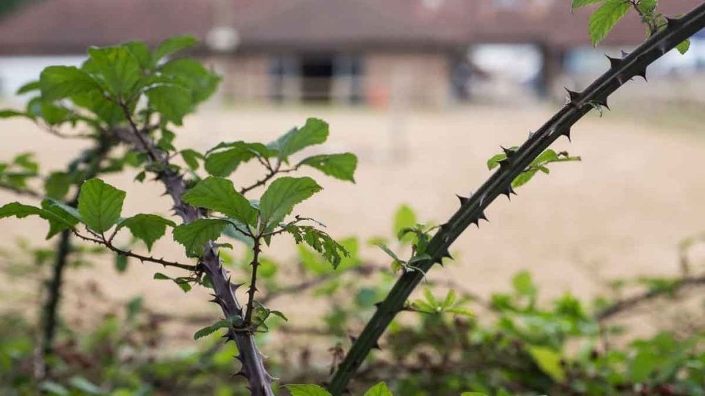 Adieu les ronces  la méthode du carton que les jardiniers adoptent