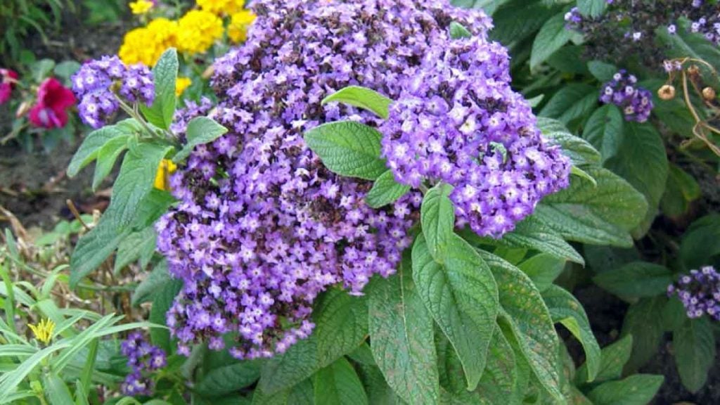 Adieu sprays chimiques  cette plante inattendue repousse les moustiques tout l’été