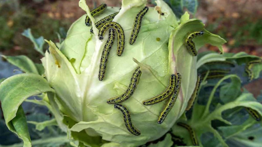Ce geste inattendu dans votre jardin pourrait éloigner définitivement les nuisibles