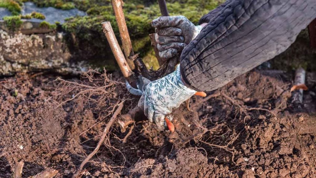 Ces racines qui ravagent votre jardin  ce que la loi permet vraiment