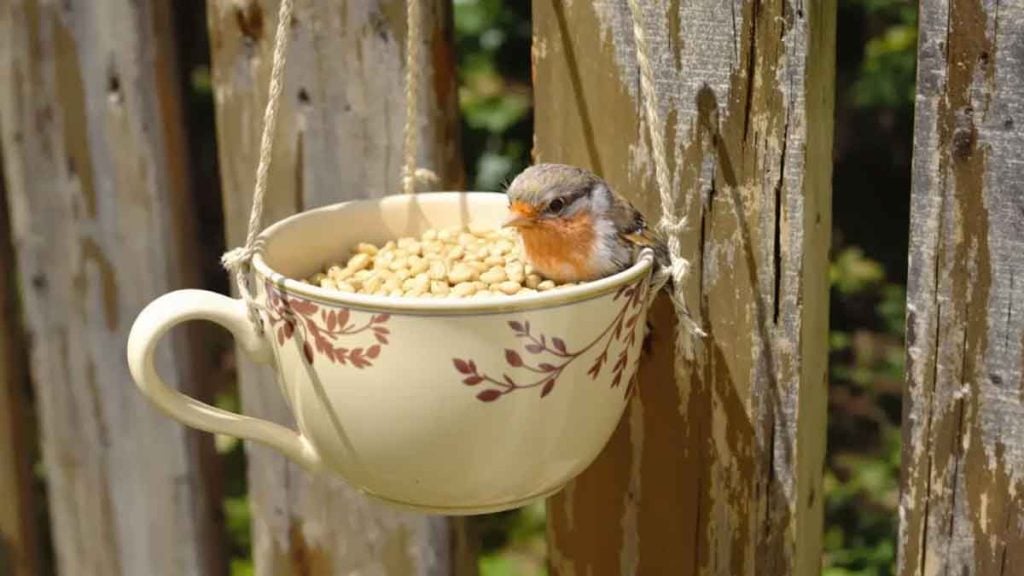En avril, ces vieilles tasses sur la clôture du jardin aident les oiseaux et protègent efficacement votre potager