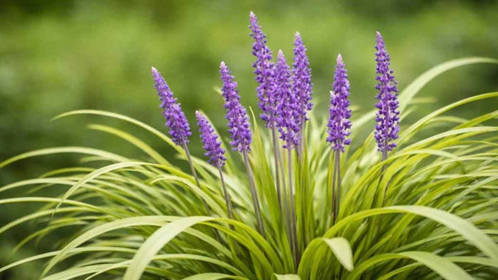 En avril, plantez cette vivace increvable et vos massifs seront beaux toute l’année