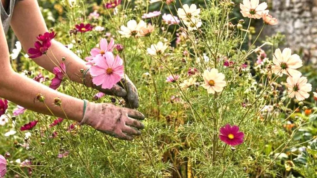 Faites ceci avant fin avril, ou ces parasites détruiront vos plus belles plantes en pot
