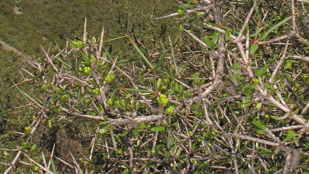 Haie défensive  cet épineux redoutable à planter en avril est le pire cauchemar des cambrioleurs