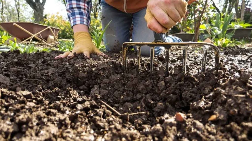 Le 15 avril approche faites ce geste dans votre potager pour des kilos d'endives gratuites cet hiver