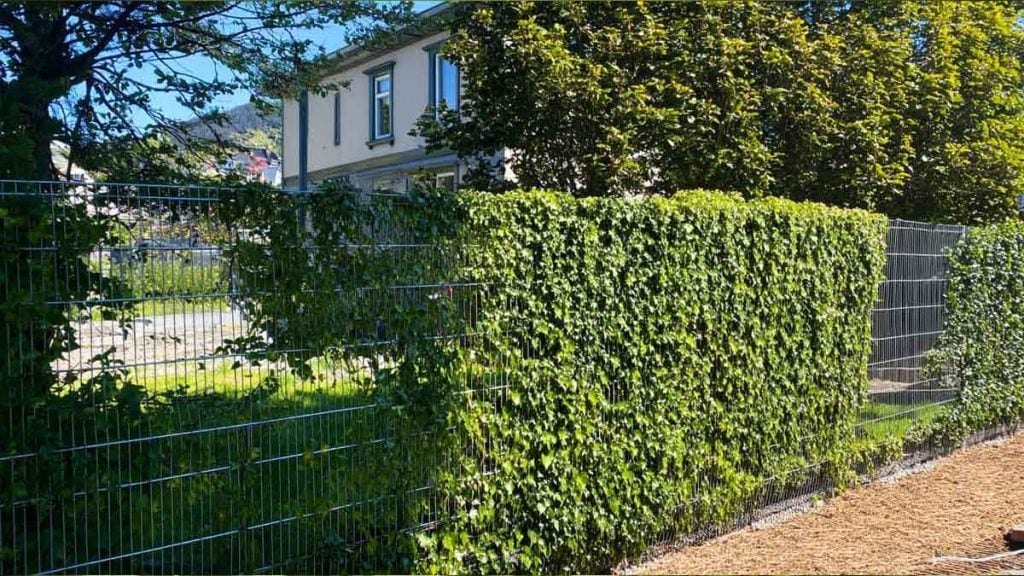 Le secret des jardiniers pour cacher un grillage moche en seulement 3 semaines