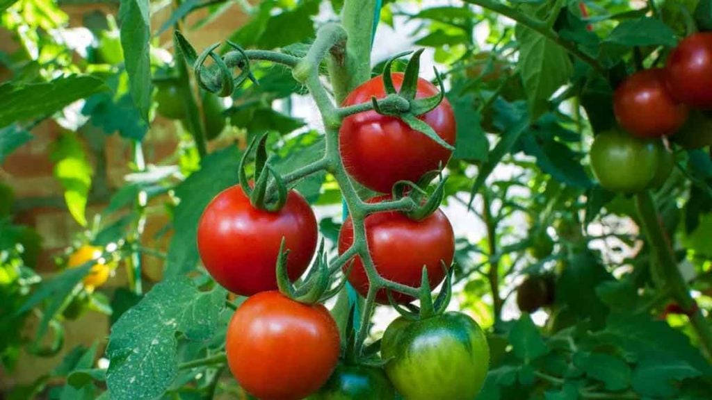 Ne jetez plus ces restes  des tomates géantes sans aucun engrais industriel