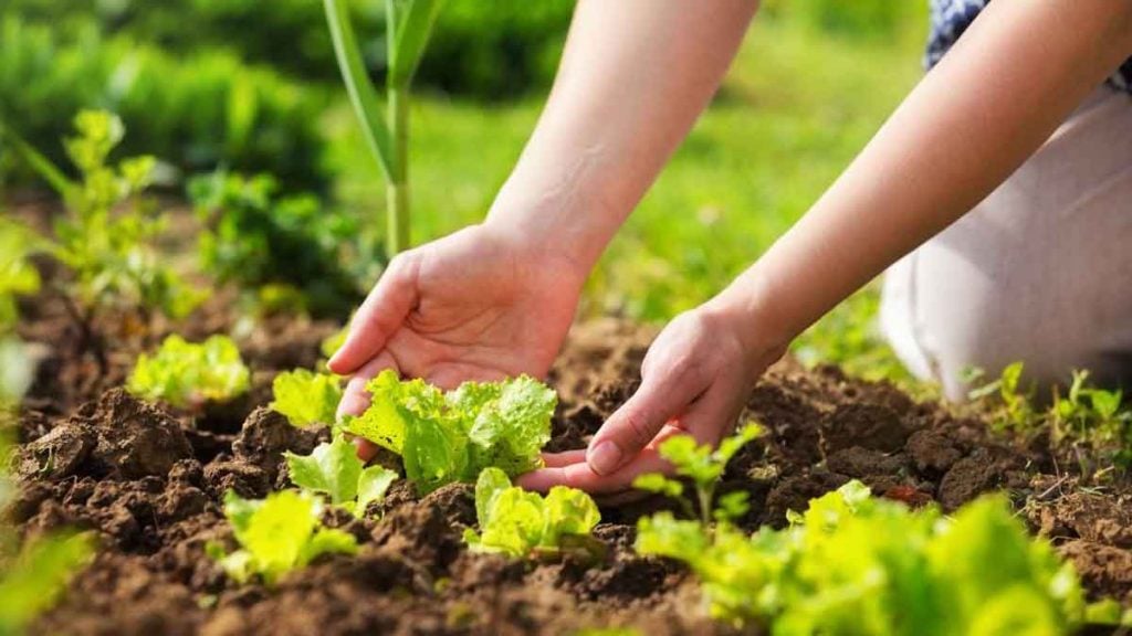 Ne plantez jamais ces 3 petits légumes dans vos grands pots en avril (c’est la catastrophe assurée !)
