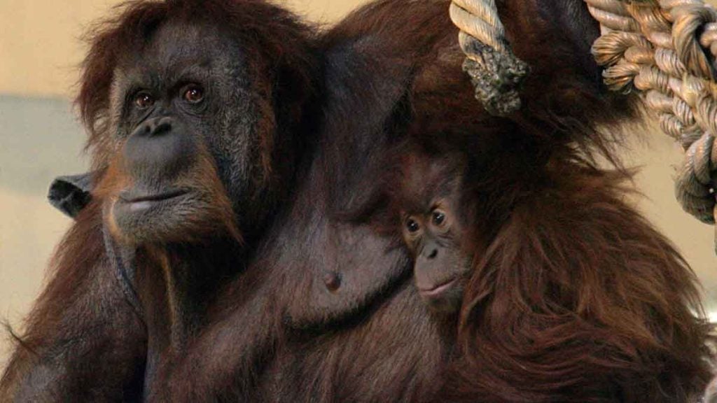 Nénette, doyenne des orangs-outans, inaugure un véritable âge d’or au cœur du plus vieux zoo de France