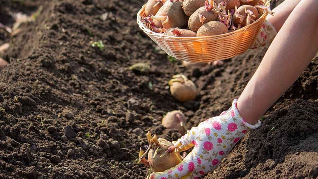 Pourquoi est-il si essentiel de butter vos plants de pommes de terre 