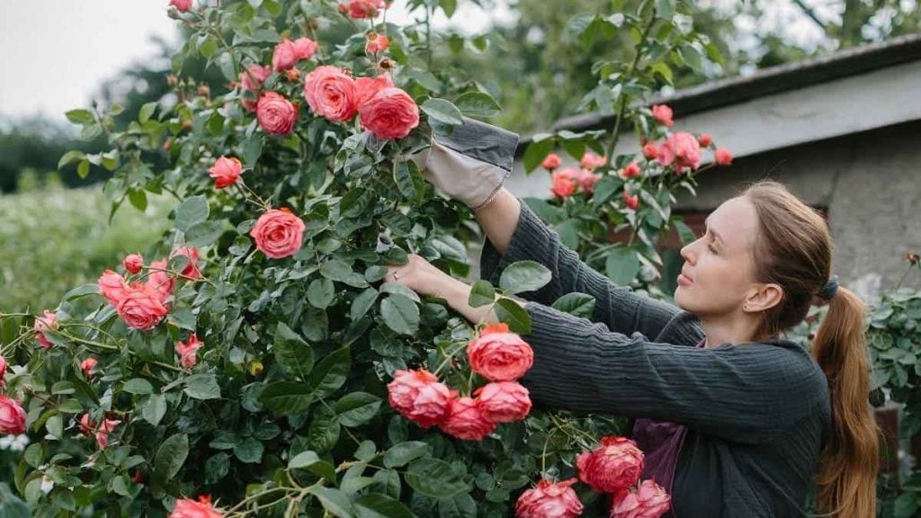 Pucerons  plantez ce bouclier naturel près de vos rosiers en avril et vous ne verrez plus jamais ce fléau