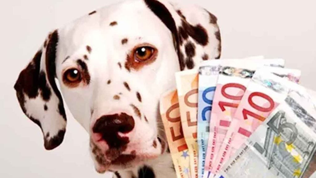 Taxe sur les animaux de compagnie voici les nouvelles sommes à payer pour un chien et un chat (ce n’est pas 70 €)
