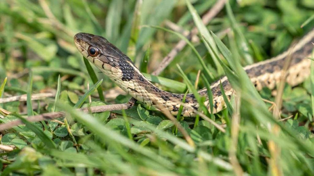 « Un vrai bouclier anti-vipères »  plantez cette fleur redoutable en avril pour sécuriser votre jardin
