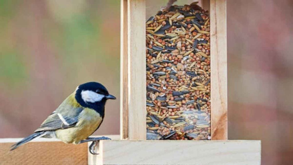 Voici pourquoi continuer à nourrir les oiseaux au printemps peut les menacer