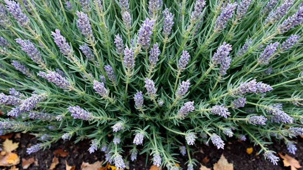 Votre lavande devient moche à la base  Le geste à faire en printemps pour retrouver un beau pied bien dense l’année prochaine